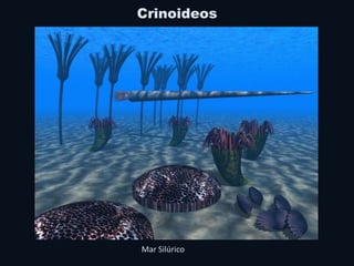 Crinoideos
Mar Silúrico
 