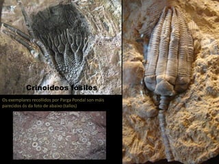 Crinoideos fósiles
Os exemplares recollidos por Parga Pondal son máis
parecidos ós da foto de abaixo (tallos)
 