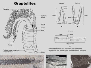 Graptolites
A enorme variedade dá lugar a
impresións en pedra moi variadas
 
