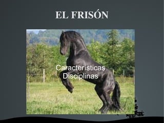   
EL FRISÓN
Características
Disciplinas
 
