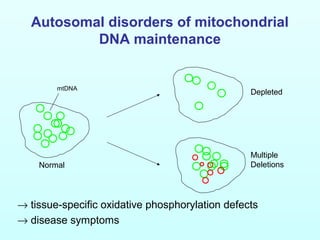 Autosomal disorders of mitochondrial
DNA maintenance
Normal
Depleted
Multiple
Deletions
mtDNA
→ tissue-specific oxidative phosphorylation defects
→ disease symptoms
 