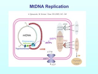 MtDNA Replication
 