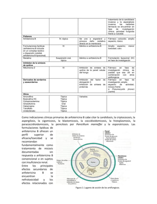 tratamiento de la candidiasis
                                                                                      invasiva y la aspergilosis
                                                                                      invasiva;    los     restantes
                                                                                      fármacos se encuentran en
                                                                                      fase     de      investigación
                                                                                      clínica; actividad fungicida
                                                                                      frente a Candida
 Polienos
 Anfotericina B                  IV, tópica          Se une a ergosterol y            Fármaco conocido; amplio
                                                     provoca daño         oxidativo   espectro; tóxico
                                                     directo en la membrana
 Formulaciones lipídicas            IV               Idéntico a anfotericina B        Amplio espectro;       menor
 (anfotericina B incluida                                                             toxicidad; caro
 en un complejo lipídico
 o dispersión coloidal,
 anfotericina B liposomal)
 Nistatina                    Suspensión oral,       Idéntico a anfotericina B        Formulación liposomal (IV)
                                  tópica                                              en fase de investigación
 Inhibidor de la síntesis
 de quitina
 Nikomicina Z                       IV               Inhibición de síntesis de        Fármaco      en   fase     de
                                                     quitina de la pared celular      investigación clínica; es
                                                     del hongo                        posible que sea útil en
                                                                                      combinación     con     otros
                                                                                      antifungicos
 Derivados de sordarina                              Inhibición del factor de         Fármaco      en   fase     de
 y azasordarina                                      elongación 3                     investigación; amplio
                                                     Inhibición de síntesis de        espectro     de    actividad,
                                                     proteínas                        incluso frente
                                                                                      a Pneumocystis jiroveci
                                                                                      (carinii)
 Otros
 Amorolfina                       Tópica             Variados
 Butenafina HC                    Tópica
 Ciclopiroxolamina                Tópica
 Griseofulvina                     Oral
 Haloprogina                      Tópica
 Tolnaftato                       Tópica
 Undecilenato                     Tópica


Como indicaciones clínicas primarias de anfotericina B cabe citar la candidiasis, la criptococosis, la
aspergilosis, la cigomicosis, la blastomicosis, la coccidioidomicosis, la histoplasmosis, la
paracoccidioidomicosis, la penicilosis por Penicillium marneffei y la esporotricosis. Las
formulaciones lipídicas de
anfotericina B ofrecen un
perfil      superior      de
eficacia/toxicidad y se
recomiendan
fundamentalmente como
tratamiento de micosis
documentadas             sin
respuesta a anfotericina B
convencional o en sujetos
con insuficiencia renal.
Entre     los    principales
efectos secundarios de
anfotericina       B      se
encuentran                 la
nefrotoxicidad      y    los
efectos relacionados con
                                                 Figura 1: Lugares de acción de los antifungicos.
 