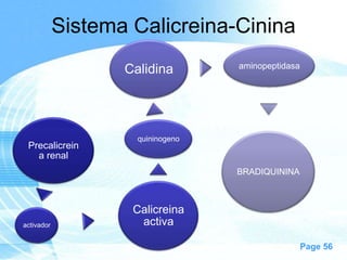 Sistema Calicreina-Cinina
Calidina

Precalicrein
a renal

aminopeptidasa

quininogeno

BRADIQUININA

activador

Calicreina
activa
Page 56

 