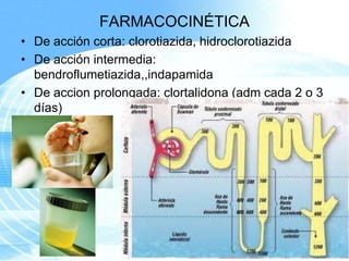 FARMACOCINÉTICA
• De acción corta: clorotiazida, hidroclorotiazida
• De acción intermedia:
bendroflumetiazida,,indapamida
• De accion prolongada: clortalidona (adm cada 2 o 3
días)

Page 6

 