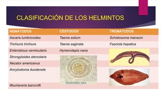 CLASIFICACIÓN DE LOS HELMINTOS
NEMÁTODOS CÉSTODOS TREMÁTODOS
Ascaris lumbricoides Taenia solium Schistosoma mansoni
Trichiuris trichiura Taenia saginata Fasciola hepatica
Enterobious vermicularis Hymenolepis nana
Strongyloides stercolaris
Necator americanus
Ancylostoma duodenele
Wuchereria bancrofti
 