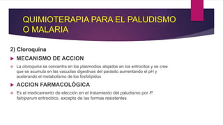 2) Cloroquina
 MECANISMO DE ACCION
 La cloroquina se concentra en los plasmodios alojados en los eritrocitos y se cree
que se acumula en las vacuolas digestivas del parásito aumentando el pH y
acelerando el metabolismo de los fosfolípidos
 ACCION FARMACOLÓGICA
 Es el medicamento de elección en el tratamiento del paludismo por P.
falciparum eritrocitico, excepto de las formas resistentes
QUIMIOTERAPIA PARA EL PALUDISMO
O MALARIA
 