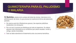 QUIMIOTERAPIA PARA EL PALUDISMO
O MALARIA
5) Quinina, aislada de la corteza del árbol de cincina, interviene en la
polimerización de hemo, lo que provoca la muerte de la forma del plasmodio
parásito.
 Se reserva para las infestaciones graves y las especies palúdicas
resistentes a la cloroquina.
 Por vía oral, la quinina se distribuye por todo el organismo. Su efecto
adverso mas importante es un síndrome que causa nauseas, vomito y
vértigo, siendo reversibles.
 Solo se debe abandonar el tratamiento ante una anemia hemolítica.
 
