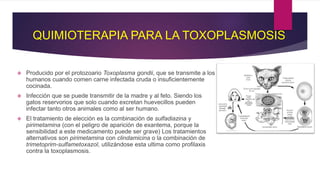 QUIMIOTERAPIA PARA LA TOXOPLASMOSIS
 Producido por el protozoario Toxoplasma gondii, que se transmite a los
humanos cuando comen carne infectada cruda o insuficientemente
cocinada.
 Infección que se puede transmitir de la madre y al feto. Siendo los
gatos reservorios que solo cuando excretan huevecillos pueden
infectar tanto otros animales como al ser humano.
 El tratamiento de elección es la combinación de sulfadiazina y
pirimetamina (con el peligro de aparición de exantema, porque la
sensibilidad a este medicamento puede ser grave) Los tratamientos
alternativos son pirimetamina con clindamicina o la combinación de
trimetoprim-sulfametoxazol, utilizándose esta ultima como profilaxis
contra la toxoplasmosis.
 