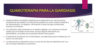 QUIMIOTERAPIA PARA LA GIARDIASIS
 Giardia lamblia es el parásito intestinal que se diagnostica con mas frecuencia,
constando de dos estadios: el trofozoíto binucleado con cuatro núcleos resistente a
los medicamentos. La ingestión, casi siempre a través de agua contaminada,
conduce a la infección.
 Los trofozoítos están presentes en el intestino delgado y en ocasiones se forman
quistes que se excretan en las heces. Aunque algunas infecciones son
asintomáticas, es posible que se presente diarrea intensa grave
 El tratamiento de elección es el metronidazol, otra alternativa será el tinidazol por vía
oral en una sola dosis.
 La nitazoxanida se administra como un curso de tres días de tratamiento oral, a la
vez se incluye albendazol y paromicina
 