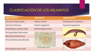 CLASIFICACIÓN DE LOS HELMINTOS
NEMÁTODOS CÉSTODOS TREMÁTODOS
Ascaris lumbricoides Taenia solium Schistosoma mansoni
Trichiuris trichiura Taenia saginata Fasciola hepatica
Enterobious vermicularis Hymenolepis nana
Strongyloides stercolaris
Necator americanus
Ancylostoma duodenele
Wuchereria bancrofti
 
