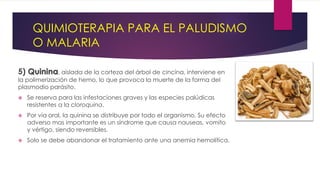 QUIMIOTERAPIA PARA EL PALUDISMO
O MALARIA
5) Quinina, aislada de la corteza del árbol de cincina, interviene en
la polimerización de hemo, lo que provoca la muerte de la forma del
plasmodio parásito.
 Se reserva para las infestaciones graves y las especies palúdicas
resistentes a la cloroquina.
 Por vía oral, la quinina se distribuye por todo el organismo. Su efecto
adverso mas importante es un síndrome que causa nauseas, vomito
y vértigo, siendo reversibles.
 Solo se debe abandonar el tratamiento ante una anemia hemolítica.
 