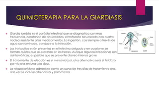 QUIMIOTERAPIA PARA LA GIARDIASIS
 Giardia lamblia es el parásito intestinal que se diagnostica con mas
frecuencia, constando de dos estadios: el trofozoíto binucleado con cuatro
núcleos resistente a los medicamentos. La ingestión, casi siempre a través de
agua contaminada, conduce a la infección.
 Los trofozoítos están presentes en el intestino delgado y en ocasiones se
forman quistes que se excretan en las heces. Aunque algunas infecciones son
asintomáticas, es posible que se presente diarrea intensa grave
 El tratamiento de elección es el metronidazol, otra alternativa será el tinidazol
por vía oral en una sola dosis.
 La nitazoxanida se administra como un curso de tres días de tratamiento oral,
a la vez se incluye albendazol y paromicina
 