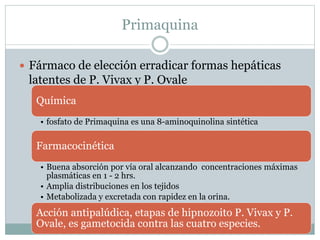 Primaquina 
 Fármaco de elección erradicar formas hepáticas 
latentes de P. Vivax y P. Ovale 
Química 
• fosfato de Primaquina es una 8-aminoquinolina sintética 
Farmacocinética 
• Buena absorción por vía oral alcanzando concentraciones máximas 
plasmáticas en 1 - 2 hrs. 
• Amplia distribuciones en los tejidos 
• Metabolizada y excretada con rapidez en la orina. 
Acción antipalúdica, etapas de hipnozoito P. Vivax y P. 
Ovale, es gametocida contra las cuatro especies. 
 
