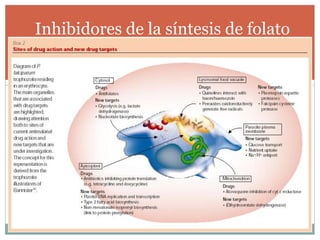 Inhibidores de la síntesis de folato 
 