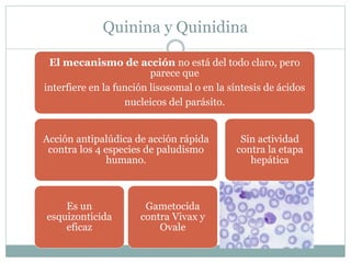Quinina y Quinidina 
El mecanismo de acción no está del todo claro, pero 
parece que 
interfiere en la función lisosomal o en la síntesis de ácidos 
nucleicos del parásito. 
Acción antipalúdica de acción rápida 
contra los 4 especies de paludismo 
humano. 
Es un 
esquizonticida 
eficaz 
Gametocida 
contra Vivax y 
Ovale 
Sin actividad 
contra la etapa 
hepática 
 