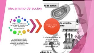 Inhiben la proliferación
bacteriana por interferencia
con la reacción de
transpeptidacion
La proteína de unión de
penicilina retira la alanina
terminal en el proceso de
formación del enlace cruzado
con péptido cercano.
Impide la sintesis
de la pared
celular
Los betalactamicos se
unen de forma
covalente al sitio
actico de PBP lo que
inhibe la reacción de
transpeptidacion.
Mecanismo de acción
 