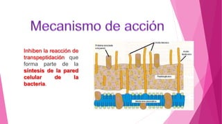 Inhiben la reacción de
transpeptidación que
forma parte de la
síntesis de la pared
celular de la
bacteria.
 