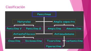 Clasificación
Penicilina V Penicilina G
Naturales
Ampicilina Amoxicilina
Amplio espectro
Oxacilina Dicloxacilina
Antiestafilococo
Ticarcilina carbenicilina
Piperacilina
Antiseudomona
Penicilinas
 