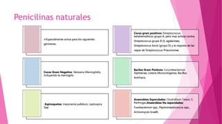 Penicilinas naturales
Especialmente activa para los siguientes
gérmenes.
Cocos gram positivos (Streptococcus
betahemoliticos grupo A, pero mas activas contra
Streptococcus grupo B (S. agalactiae),
Streptococcus bovis (grupo D) y la mayoría de las
cepas de Streptococcus Pneumoniae
Cocos Gram Negativo: Neisseria Meningitidis,
incluyendo la meningitis.
Bacilos Gram Postivos: Corynebacterium
Diphteriae, Listeria Monocitogenes, Bacillus
Antrhacis.
-Espiroquetas: treponema pallidum, Leptospira
Spp.
Anaerobios Esporulados: Clostridiium Tetani, C.
Perfringes.Anaerobios No esporulados:
Fusobacterium spp., Peptostreptococcus spp.,
Actinomyces Israelli.
 
