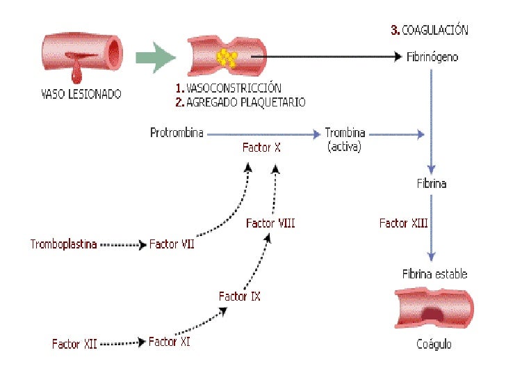 Fármacos De La Hemostasia o Coagulación