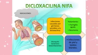 INDICACIONES:
Infecciones
causadas por
gérmenes
sensibles a la
dicloxacilina:
Tratamiento:
• Faringitis
aguda.
• Neumonía.
Bronquitis
bacteriana
(exacerbaciones).
• Infecciones
de piel y
tejidos
blandos.
 