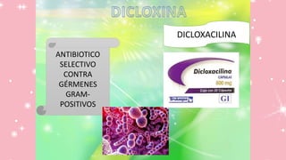 DICLOXACILINA
ANTIBIOTICO
SELECTIVO
CONTRA
GÉRMENES
GRAM-
POSITIVOS
 