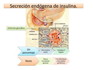 Estímulo glucídico
Secreción endógena de insulina.
Un
porcentaje
Por la vena
porta
Llevada al
hígado
Resto
Pasa a
circulación
general
Y se distribuye
a los tejidos
periféricos
 