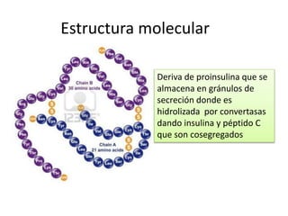 Deriva de proinsulina que se
almacena en gránulos de
secreción donde es
hidrolizada por convertasas
dando insulina y péptido C
que son cosegregados
Estructura molecular
 