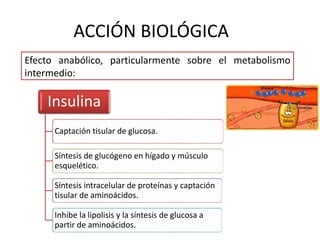 ACCIÓN BIOLÓGICA
Efecto anabólico, particularmente sobre el metabolismo
intermedio:
Insulina
Captación tisular de glucosa.
Síntesis de glucógeno en hígado y músculo
esquelético.
Síntesis intracelular de proteínas y captación
tisular de aminoácidos.
Inhibe la lipolisis y la síntesis de glucosa a
partir de aminoácidos.
 