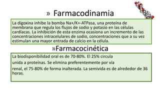 » Farmacodinamia
La digoxina inhibe la bomba Na+/K+-ATPasa, una proteína de
membrana que regula los flujos de sodio y potasio en las células
cardíacas. La inhibición de esta enzima ocasiona un incremento de las
concentraciones intracelulares de sodio, concentraciones que a su vez
estimulan una mayor entrada de calcio en la célula.
»Farmacocinética
La biodisponibilidad oral es de 70-80%. El 25% circula
unida a proteínas. Se elimina preferentemente por vía
renal, el 75-80% de forma inalterada. La semivida es de alrededor de 36
horas.
 