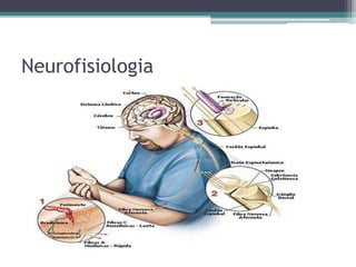 Neurofisiologia 
 