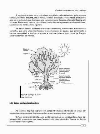 A m o v i m e n t a ç ã o da seiva r e t i r a d a do s o l o é f e i t a pela periferia do lenho e m u m a
c a m a d a , c h a m a d a alburno, até as folhas, o n d e se p r o c e s s a a f o t o s s í n t e s e , produzindo
u m a seiva e l a b o r a d a que d e s c e por u m a c a m a d a interna da casca, c h a m a d a floema, até
as raízes. Parte dessa seiva é c o n d u z i d a ao centro do t r o n c o por m e i o de raios medulares.
Esse e s q u e m a é i n d i c a d o na f i g u r a 8.
A s p a r t e s d e s s a s s u b s t â n c i a s não u t i l i z a d a s c o m o a l i m e n t o s ã o a r m a z e n a d a s
no lenho, que s o f r e u m a m o d i f i c a ç ã o , e s ã o c h a m a d a s de cerne, que g e r a l m e n t e é
m e n o s p e r m e á v e l a l í q u i d o s e g a s e s e m a i s r e s i s t e n t e a o a t a q u e de f u n g o s
a p o d r e c e d o r e s e de insetos.
Dióxido de
carbono
Oxigênio
Luz solar
A seiva elaborada
desce pelo floema
(camada interna
da casca)
A seiva bruta sobe
das raízes às folhas
alburmo
periférica
lenho)
Cerne
Água do
F i g u r a 8 - Fisiologia da árvore
Fonte: FRANCO (1938)
3.1.2 0 pfnus na silvicultura brasileira
A s e s p é c i e s de pínus no Brasil v ê m s e n d o i n t r o d u z i d a s há mais de u m século por
i m i g r a n t e s e u r o p e u s para f i n s o r n a m e n t a i s e para a p r o d u ç ã o de madeira.
O Pínus canariensis c o n s t a c o m o s e n d o o p r i m e i r o a ser i n t r o d u z i d o no País, por
volta de 1880, p r o v e n i e n t e d a s Ilhas Canárias, e foi p l a n t a d o no Rio G r a n d e do Sul, de
a c o r d o c o m S h i m i s u (2005).
 