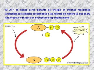 El ATP es usado como donante de energía en muchas reacciones anabólicas (de síntesis) acoplándose a las mismas en manera tal que el  Δ G sea negativo y la reacción se produzca espontáneamente.  