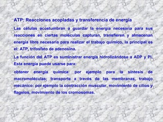 ATP: Reacciones acopladas y transferencia de energía Las células acostumbran a guardar la energía necesaria para sus reacciones en ciertas moléculas capturan, transfieren y almacenan energía libre necesaria para realizar el trabajo químico, la principal es el: ATP, trifosfato de adenosina.  La función del ATP es suministrar energía hidrolizándose a ADP y Pi. Esta energía puede usarse para:  obtener energía química: por ejemplo para la síntesis de macromoléculas; transporte a través de las membranas, trabajo mecánico: por ejemplo la contracción muscular, movimiento de cilios y flagelos, movimiento de los cromosomas. 