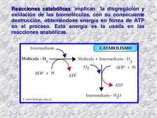 Reacciones catabólicas : implican  la disgregación y oxidación de las biomoléculas, con su consecuente destrucción, obteniéndose energía en forma de ATP en el proceso. Esta energía es la usada en las reacciones anabólicas.  
