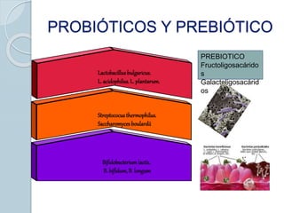 PROBIÓTICOS Y PREBIÓTICO
Lactobacillusbulgaricus.
L. acidophilus.L. plantarum.
Streptococusthermophilus.
Saccharomyces boulardii
Bifidobacteriumlactis.
B. bifidum,B. longum
PREBIOTICO
Fructoligosacárido
s
Galactoligosacárid
os
 