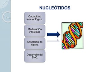 NUCLEÓTIDOS
Capacidad
inmunológica.
Maduración
intestinal.
Absorción de
hierro.
Desarrollo del
SNC.
 