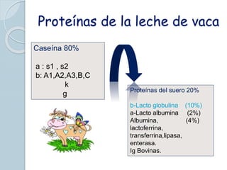 Proteínas de la leche de vaca
Caseína 80%
a : s1 , s2
b: A1,A2,A3,B,C
k
g Proteínas del suero 20%
b-Lacto globulina (10%)
a-Lacto albumina (2%)
Albumina, (4%)
lactoferrina,
transferrina,lipasa,
enterasa.
Ig Bovinas.
 