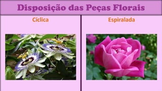 Disposição das Peças Florais
   Cíclica         Espiralada
 