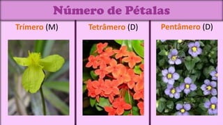 Número de Pétalas
Trímero (M)   Tetrâmero (D)   Pentâmero (D)
 