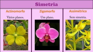 Simetria
Actinomorfo    Zigomorfo   Assimétrico
 