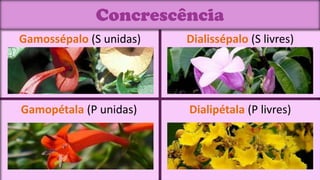 Concrescência
Gamossépalo (S unidas)   Dialissépalo (S livres)




Gamopétala (P unidas)    Dialipétala (P livres)
 