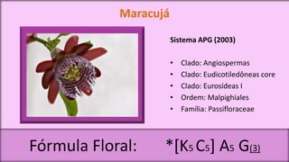 Maracujá
                       Sistema APG (2003)

                       •   Clado: Angiospermas
                       •   Clado: Eudicotiledôneas core
                       •   Clado: Eurosídeas I
                       •   Ordem: Malpighiales
                       •   Família: Passifloraceae



Fórmula Floral:    *[K5 C5] A5 G(3)
 