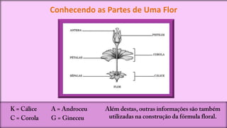 Conhecendo as Partes de Uma Flor
 