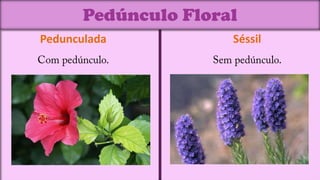 Pedúnculo Floral
Pedunculada           Séssil
 