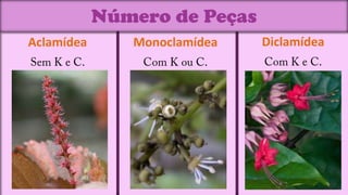 Número de Peças
Aclamídea      Monoclamídea   Diclamídea
 