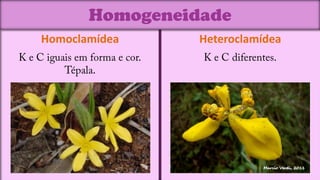 Homogeneidade
Homoclamídea     Heteroclamídea
 