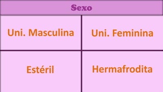 Sexo

Uni. Masculina   Uni. Feminina


   Estéril       Hermafrodita
 