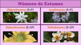 Número de Estames
Oligostêmones (E<P)    Isostêmones (E=P)




Diplostêmones (E=2P)   Polistêmones (E>2P)
 